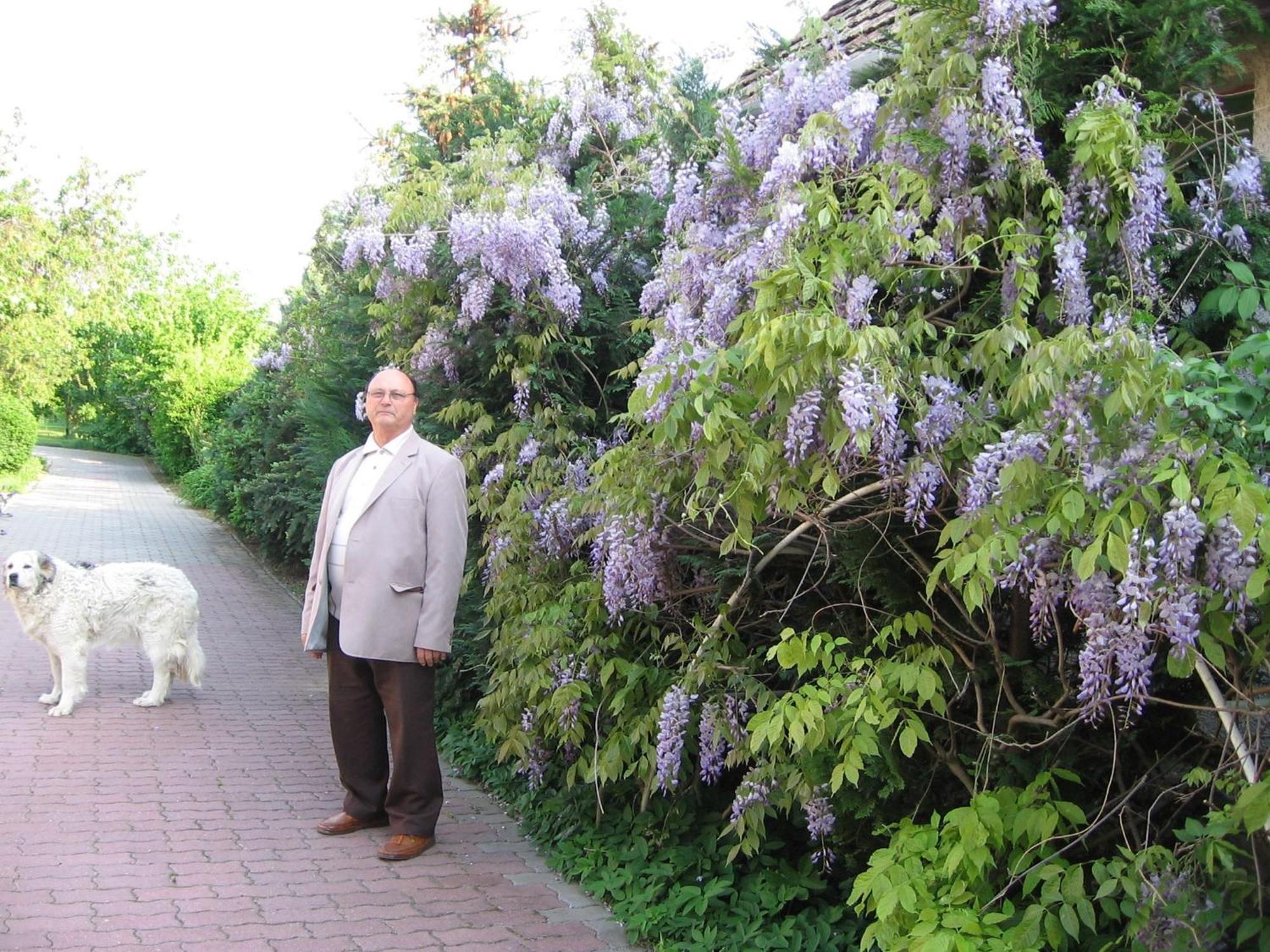 Ovari Bük
