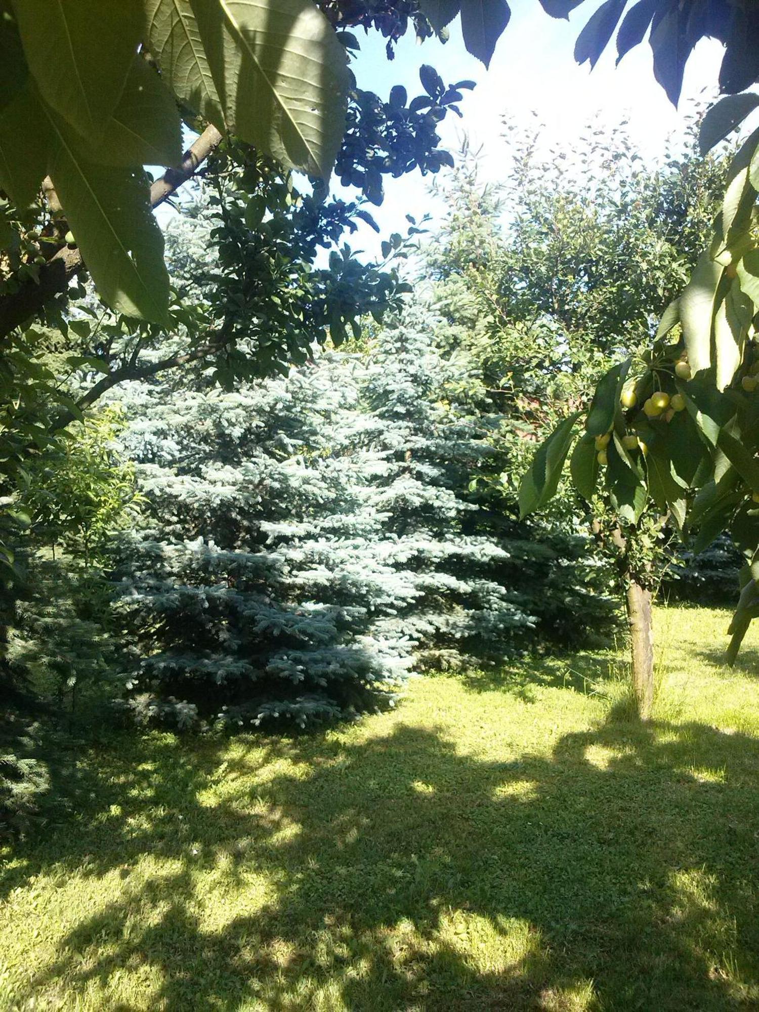 Ovari